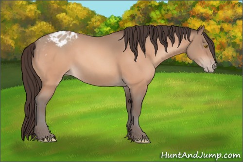 Horse Color:Amber Champagne Appaloosa 