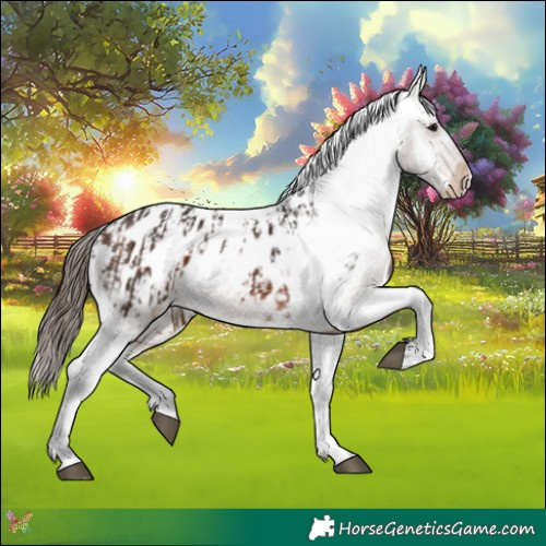 Horse Color:Brown Appaloosa and Brown Appaloosa