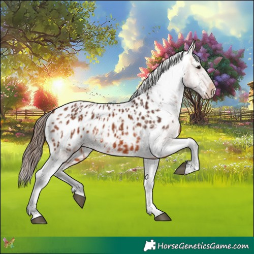 Horse Color:Bay Appaloosa and Bay Appaloosa