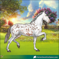 Horse Color:Bay Appaloosa  and Bay Appaloosa 