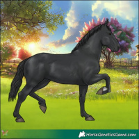 Horse Color:Black  and Black 