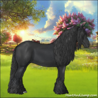 Horse Color:Black and Black
