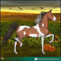 Horse Color:Bay Sabino Tobiano Frame