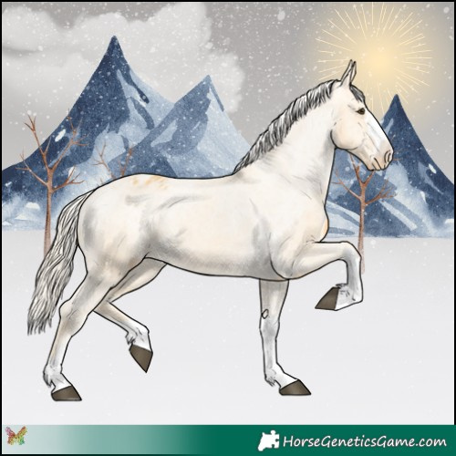 Horse Color:Palomino Appaloosa 