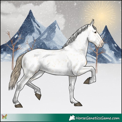 Horse Color:Buckskin Near Leopard 