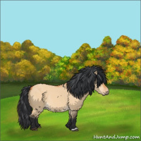 Horse Color:Bay Dun Rabicano 