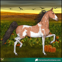Horse Color:Bay Sabino Tobiano Frame 