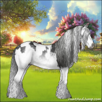 Horse Color:Gray White Spotted Black  and Gray White Spotted Blue Roan 