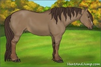 Horse Color:Liver Red Dun 