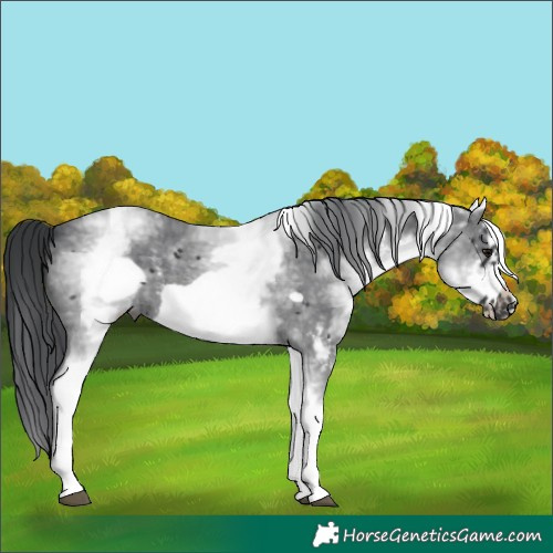 Horse Color:White Spotted Black Sabino Frame