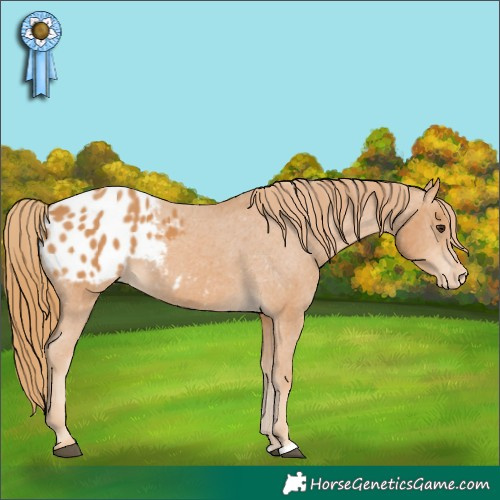 Horse Color:Chestnut Appaloosa 