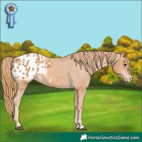 Horse Color:Chestnut Appaloosa 