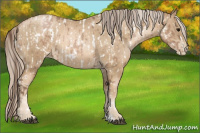 Horse Color:Black Pearl Appaloosa  and Chocolate Palomino Pearl 
