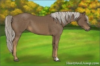 Horse Color:Chocolate Palomino 