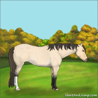 Horse Color:Buckskin Roan Dun 