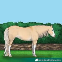 Horse Color:Palomino Dun Splash 