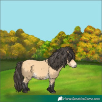 Horse Color:Buckskin 