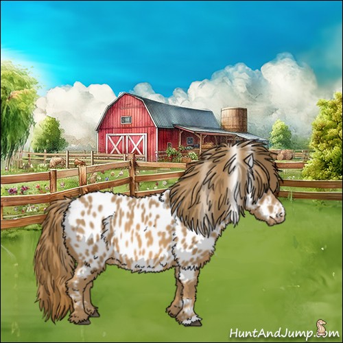 Horse Color:Chestnut Appaloosa 