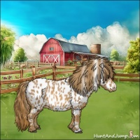 Horse Color:Chestnut Appaloosa 