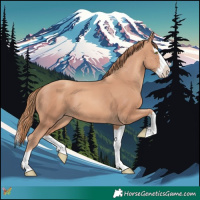 Horse Color:Gold Champagne Splash