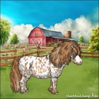 Horse Color:Chestnut Appaloosa 