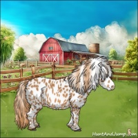 Horse Color:Chestnut Appaloosa 