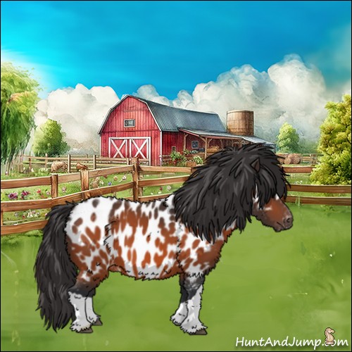 Horse Color:Bay Appaloosa