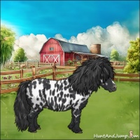 Horse Color:Black Near Leopard 