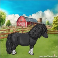 Horse Color:Black 