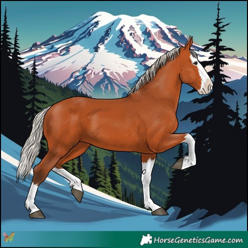 Horse Color:Silver Bay Splash