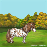 Horse Color:Chestnut Appaloosa 