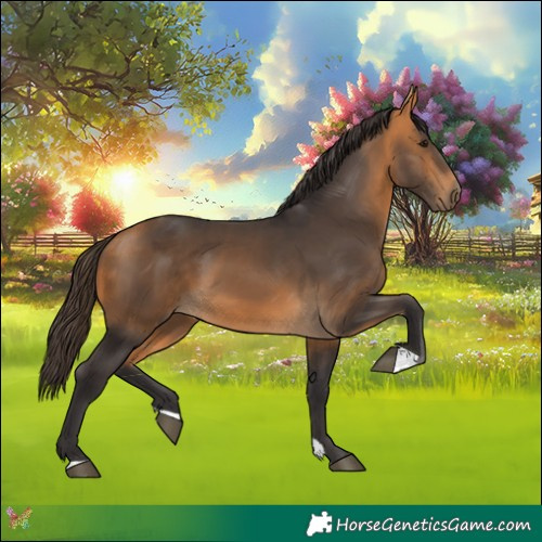 Horse Color:Buckskin 