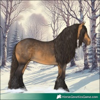 Horse Color:Buckskin 