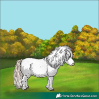 Horse Color:Chestnut Near Leopard 