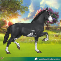 Horse Color:Black and Black