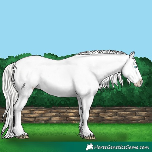 Horse Color:Cremello Appaloosa  and Cremello Appaloosa Rabicano 