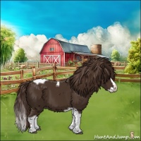 Horse Color:Liver Chestnut Splash Tobiano 