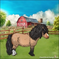 Horse Color:Bay Dun 