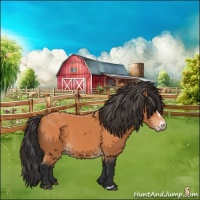 Horse Color:Bay Frame 