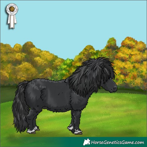 Horse Color:Black 