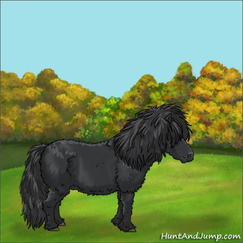 Horse Color:Black 