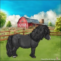 Horse Color:Blue Roan Splash 