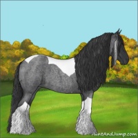 Horse Color:Blue Roan Tobiano 