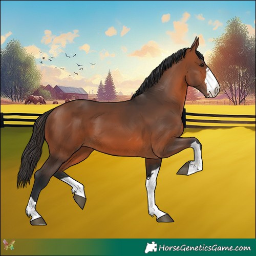 Horse Color:Bay 