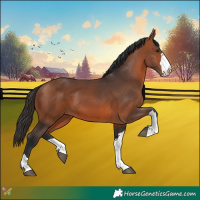 Horse Color:Bay 