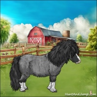 Horse Color:Blue Roan Splash 