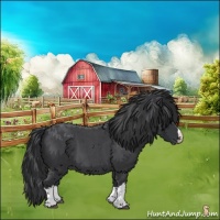 Horse Color:Blue Roan Splash 