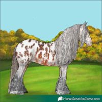Horse Color:Bay Appaloosa  and Bay Appaloosa 