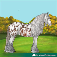 Horse Color:Bay Near Leopard  and Bay Near Leopard 
