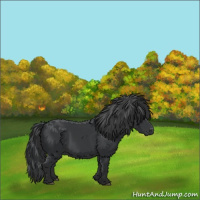 Horse Color:Black 